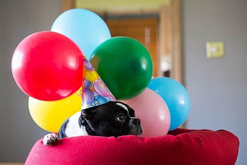 photo of dog with baloons and party hat