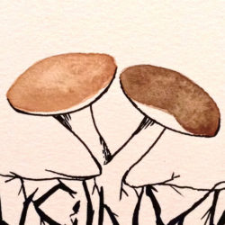 Picture of two mushrooms
